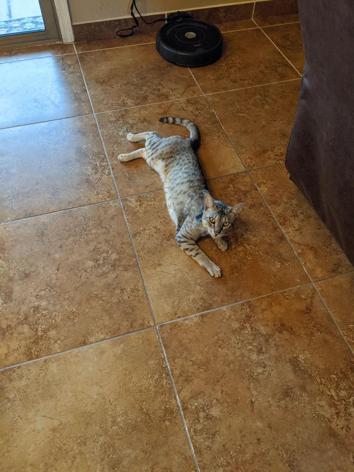 Lost cat in Tucson, AZ, 85756