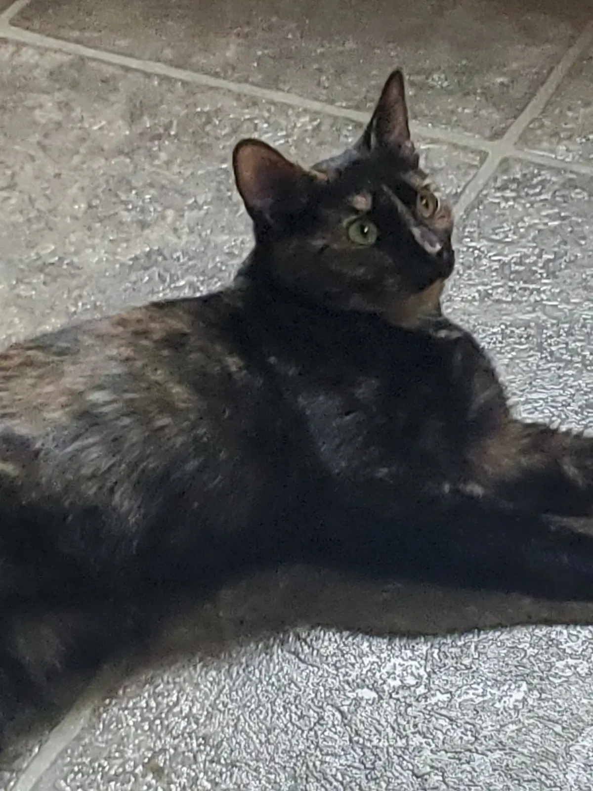 Lost cat in Harrisburg, PA, 17112