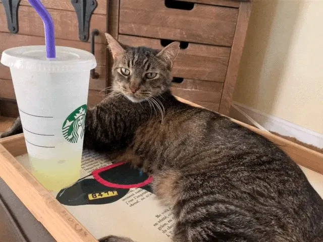 Lost cat in Hyattsville, MD, 20781