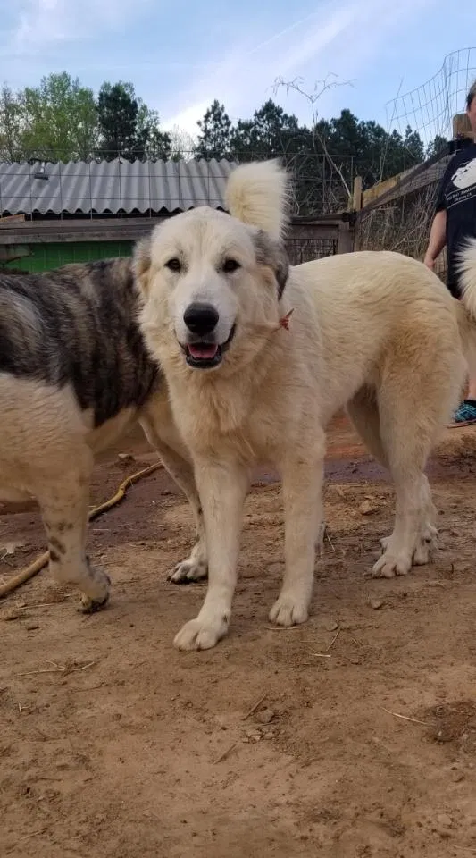 Lost dog in Terrell, NC, 28682