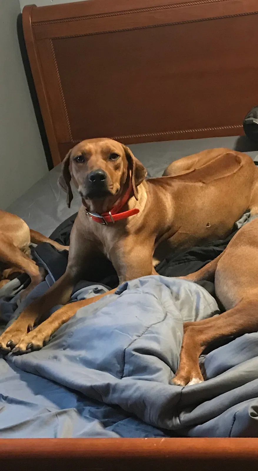 Lost dog in Hardeeville, SC, 29927