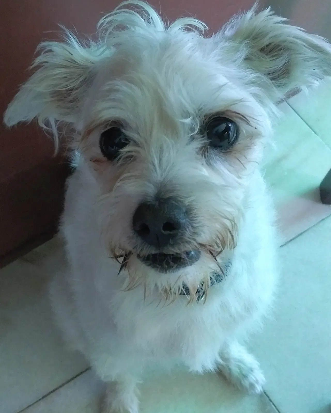 Lost dog in Sacramento, CA, 95823
