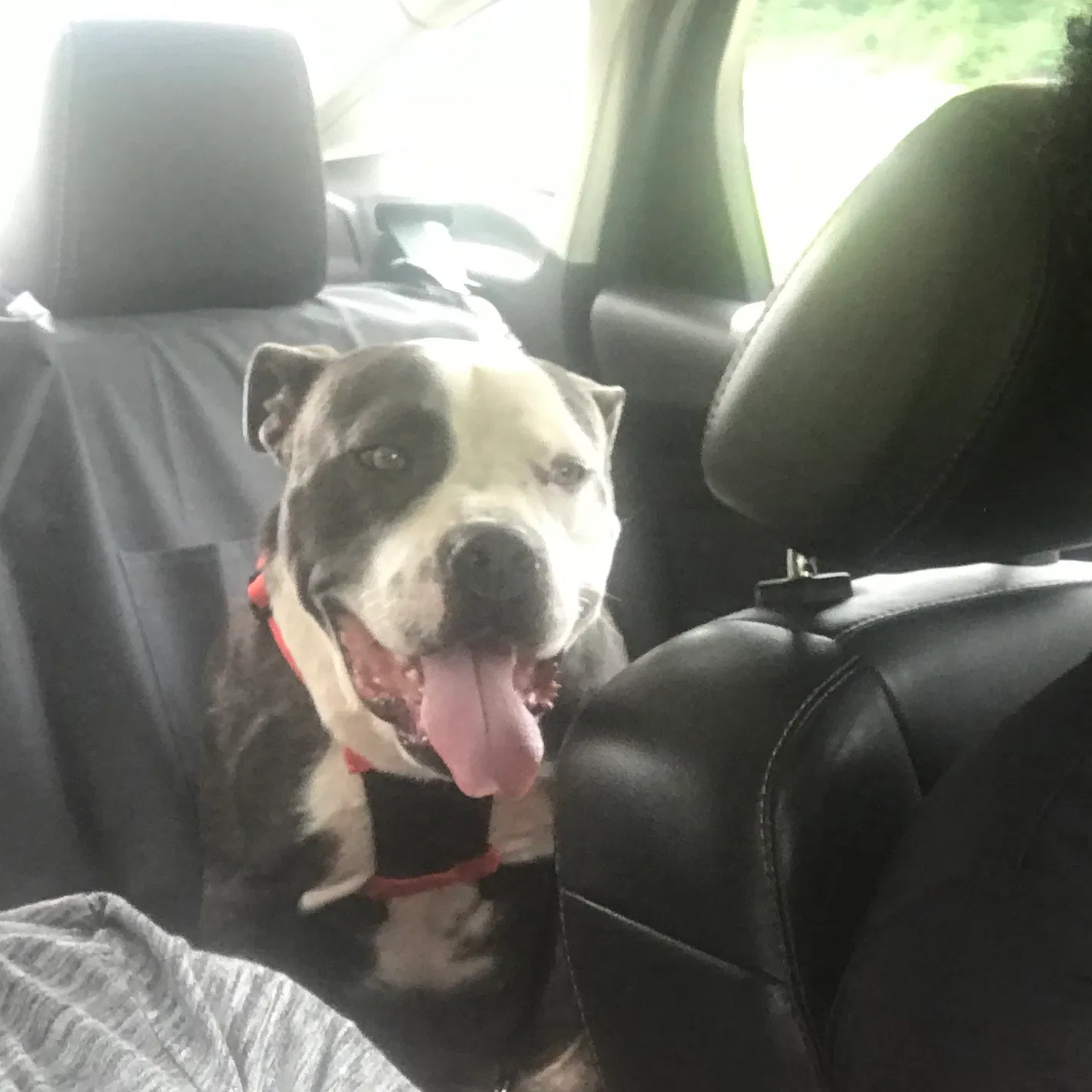 Lost dog in Durham, NC, 27703