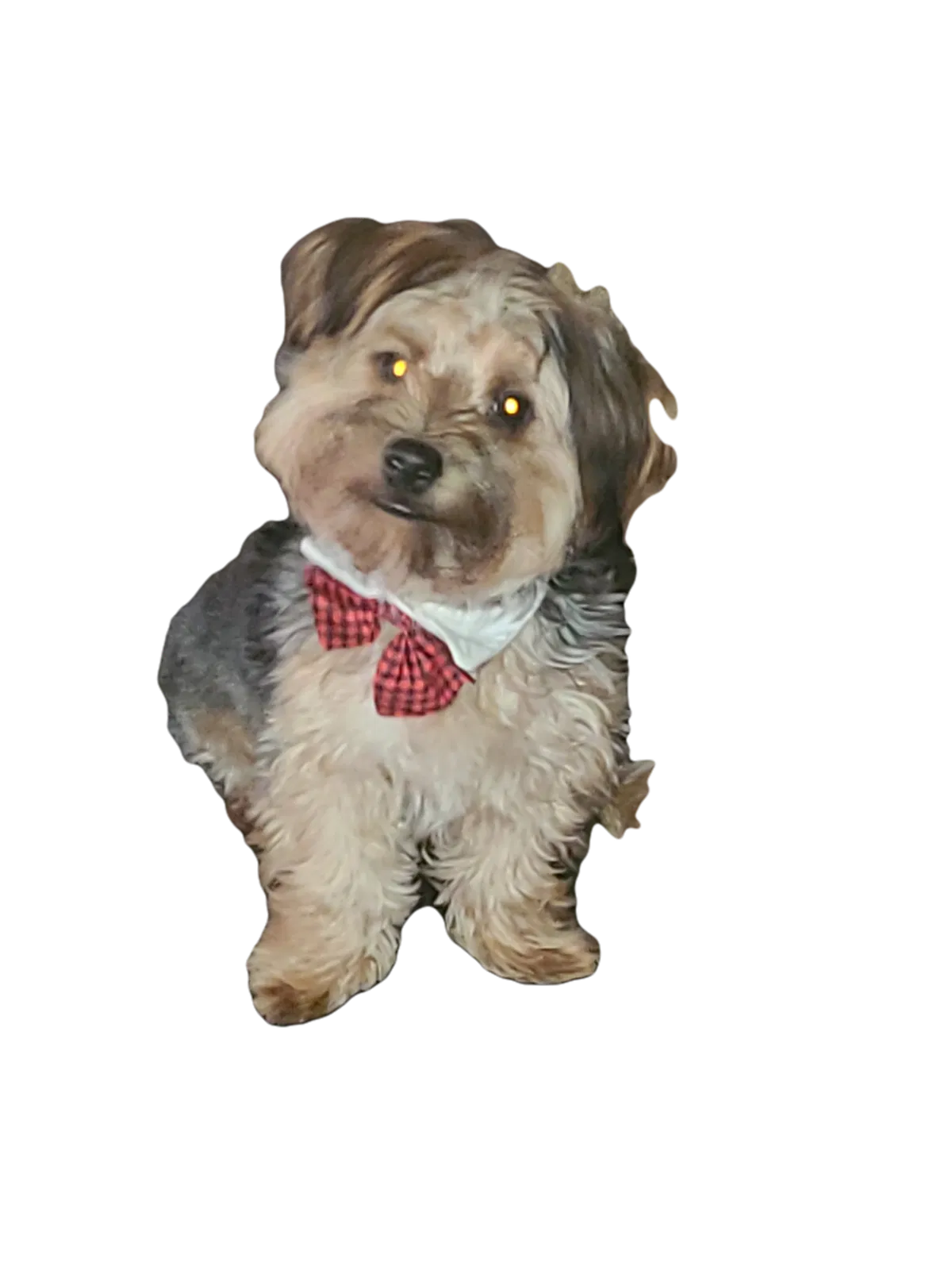 Lost dog in Millville, NJ, 8332
