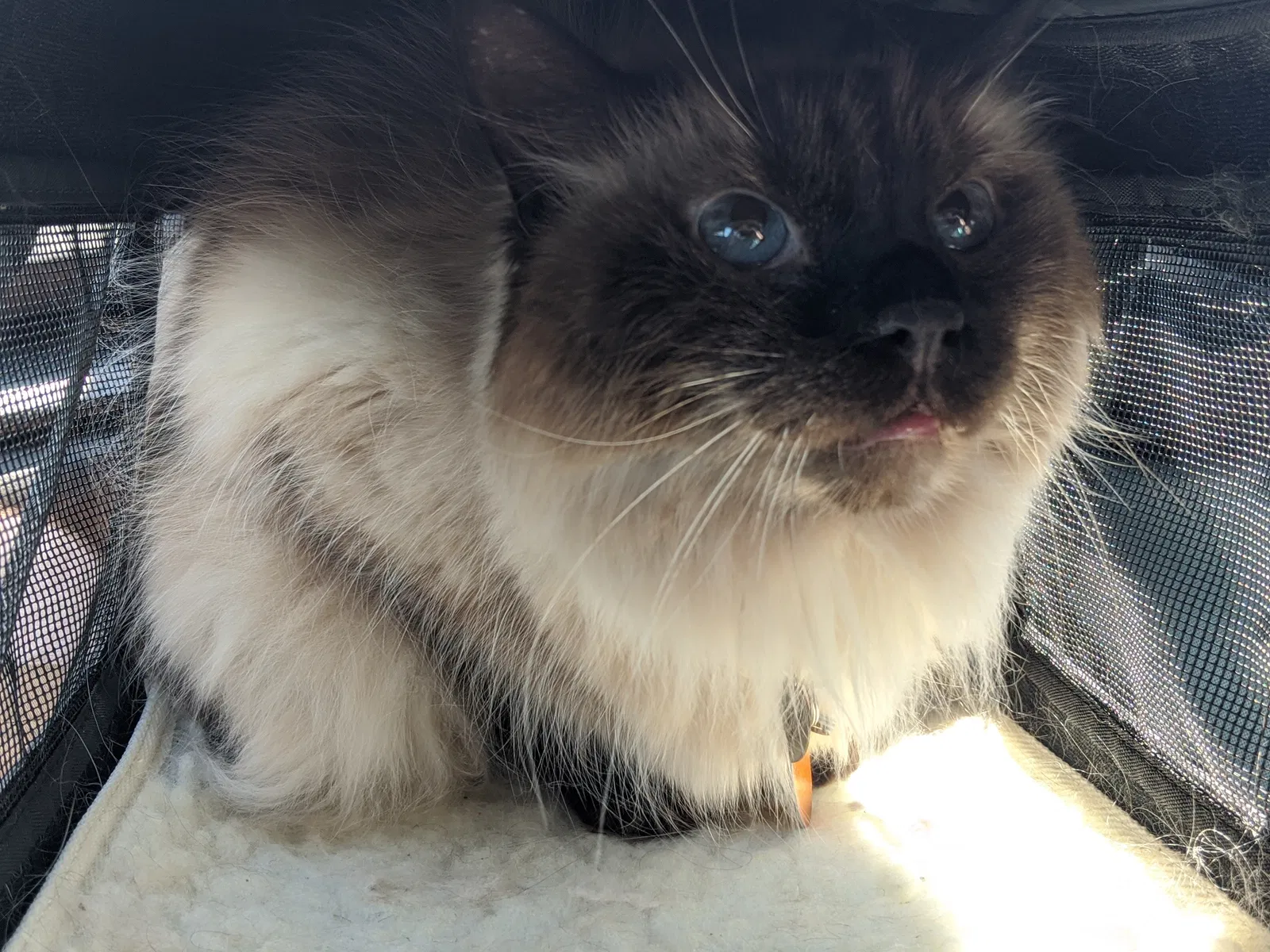 Lost cat in Glen Gardner, NJ, 8826