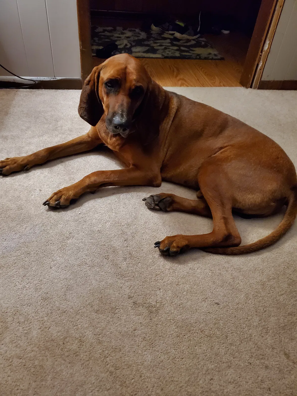 Found dog in Plattsburg, MO, 64477