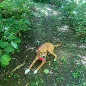 Lost dog in South Bend, IN, 46601