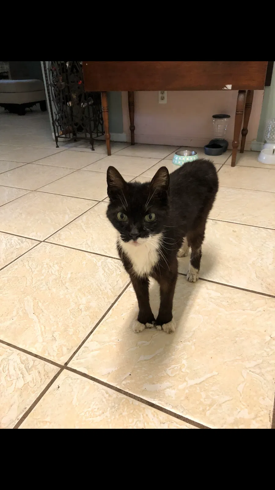 Lost cat in Saint Petersburg, FL, 33703