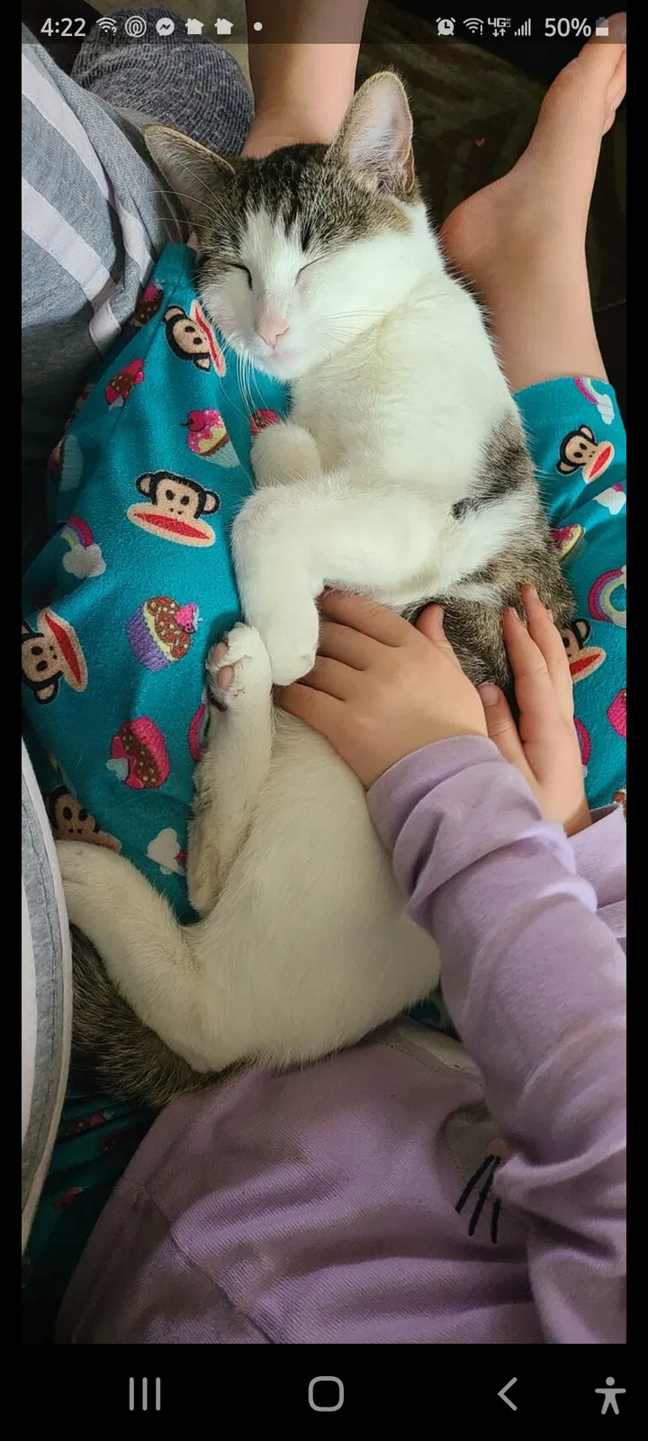 Lost cat in Olympia, WA, 98513