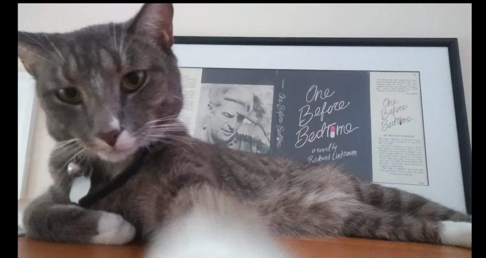 Lost cat in Fort Myers, FL, 33907