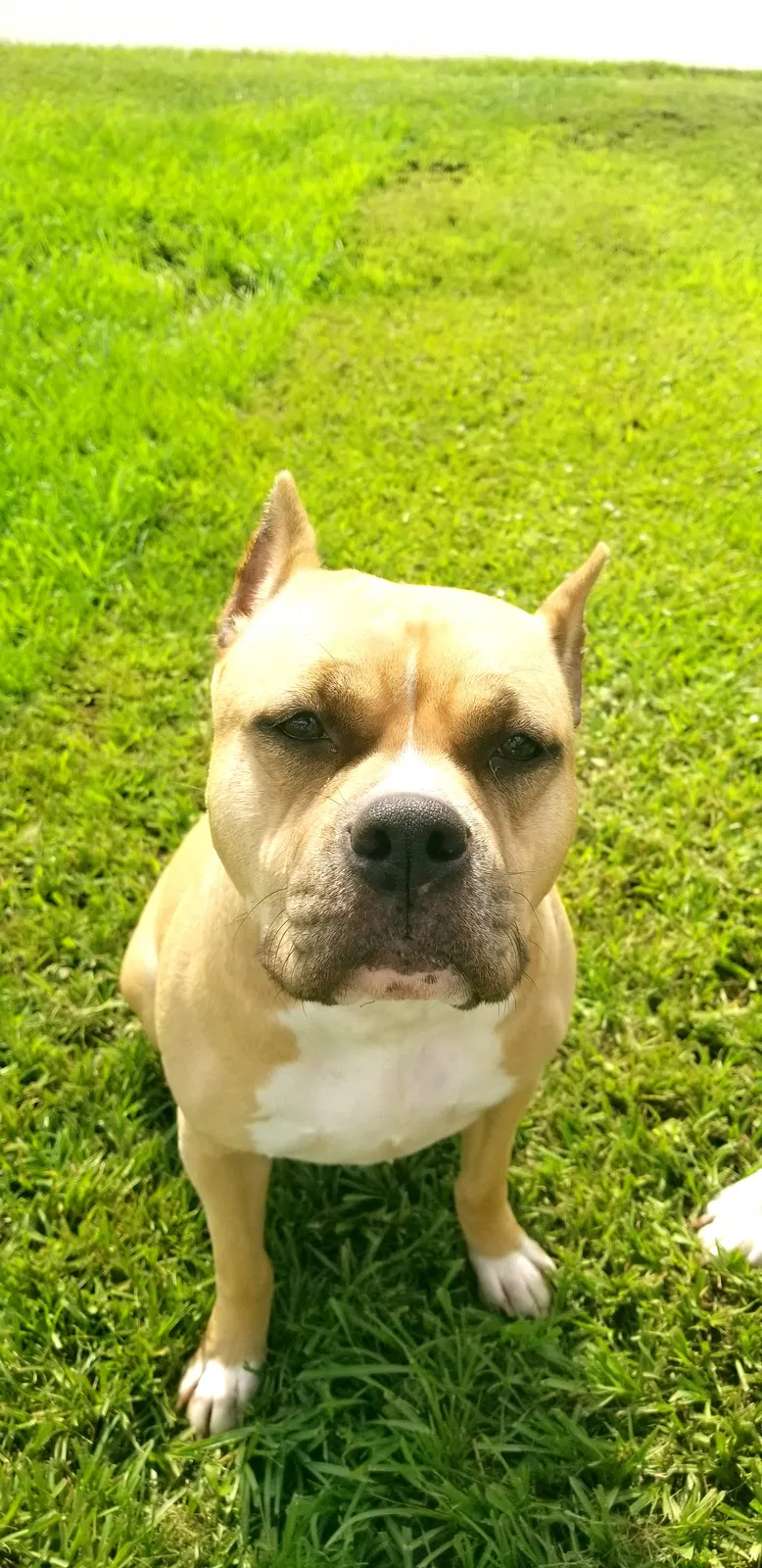 Lost dog in Midland, TX, 79706