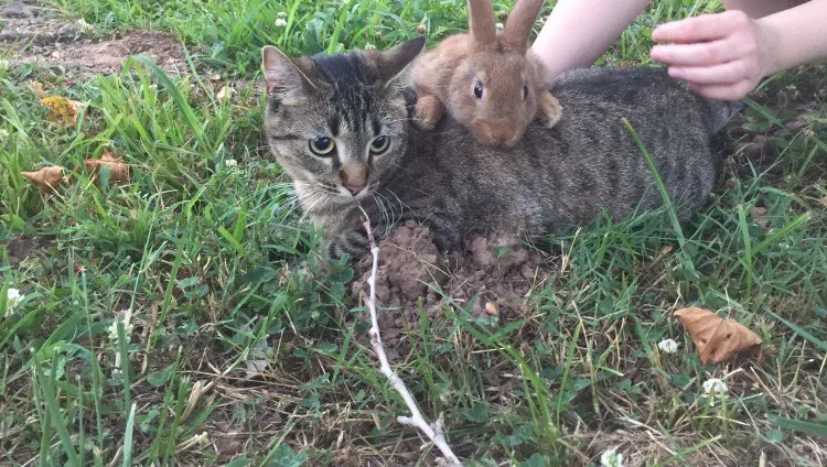 Lost cat in Bixby, OK, 74008