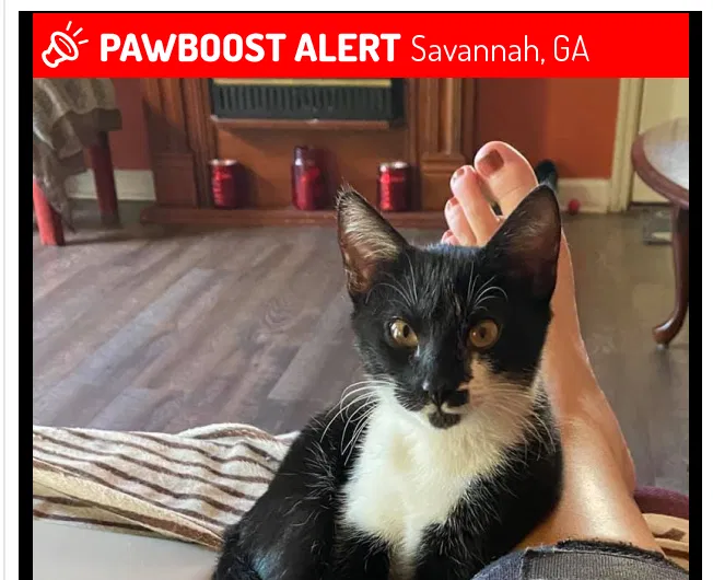 Lost cat in Savannah, GA, 31406