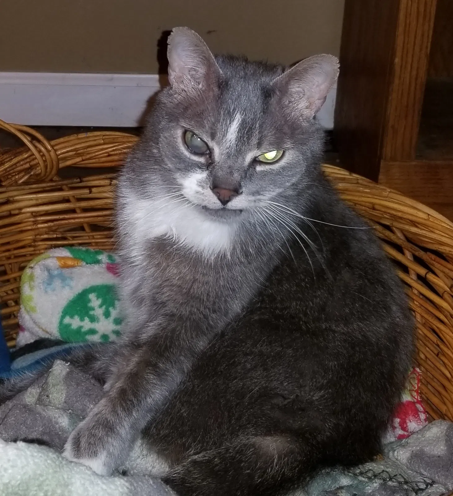 Lost cat in Cape Coral, FL, 33914