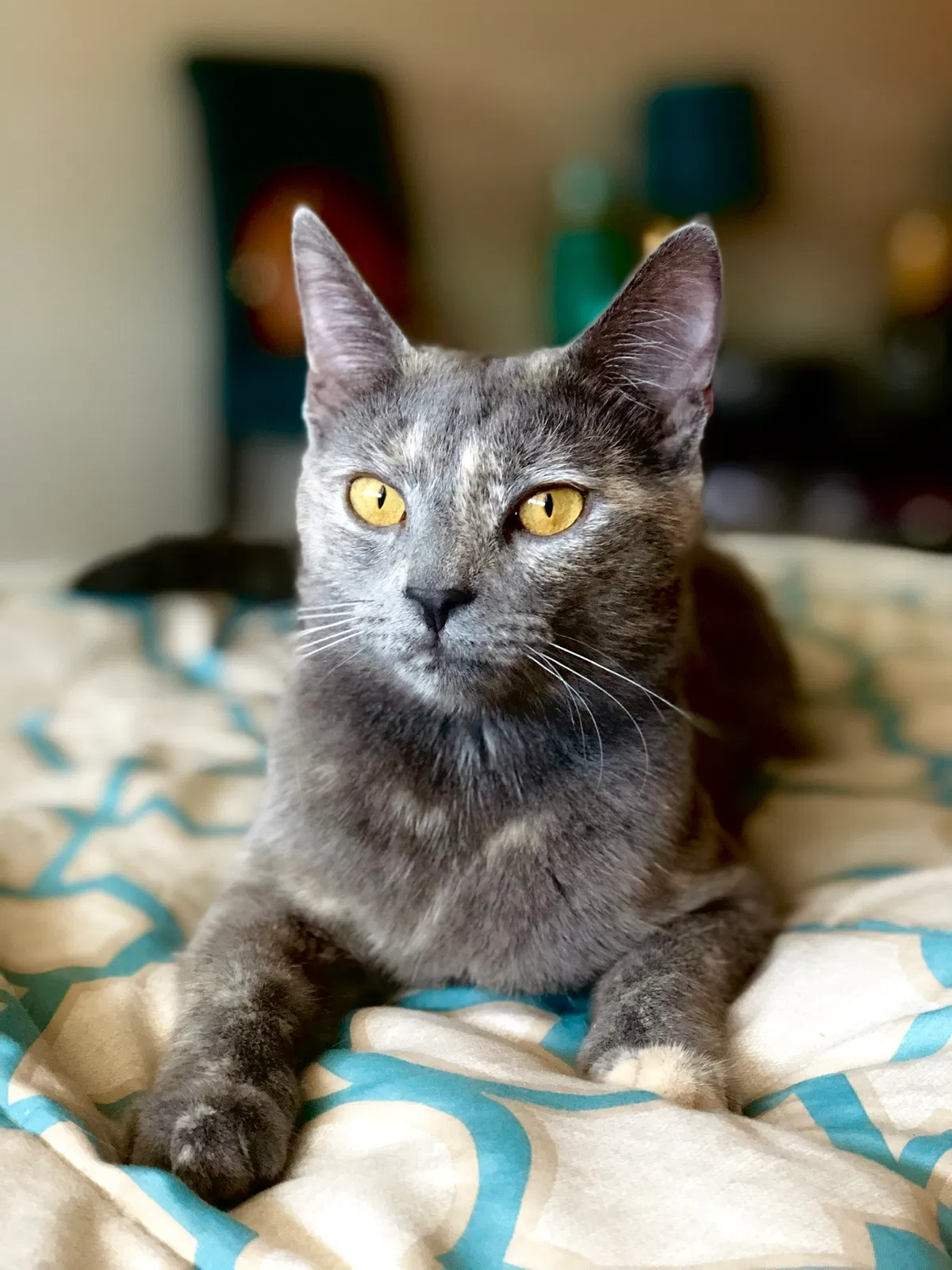 Lost cat in Philadelphia, PA, 19149