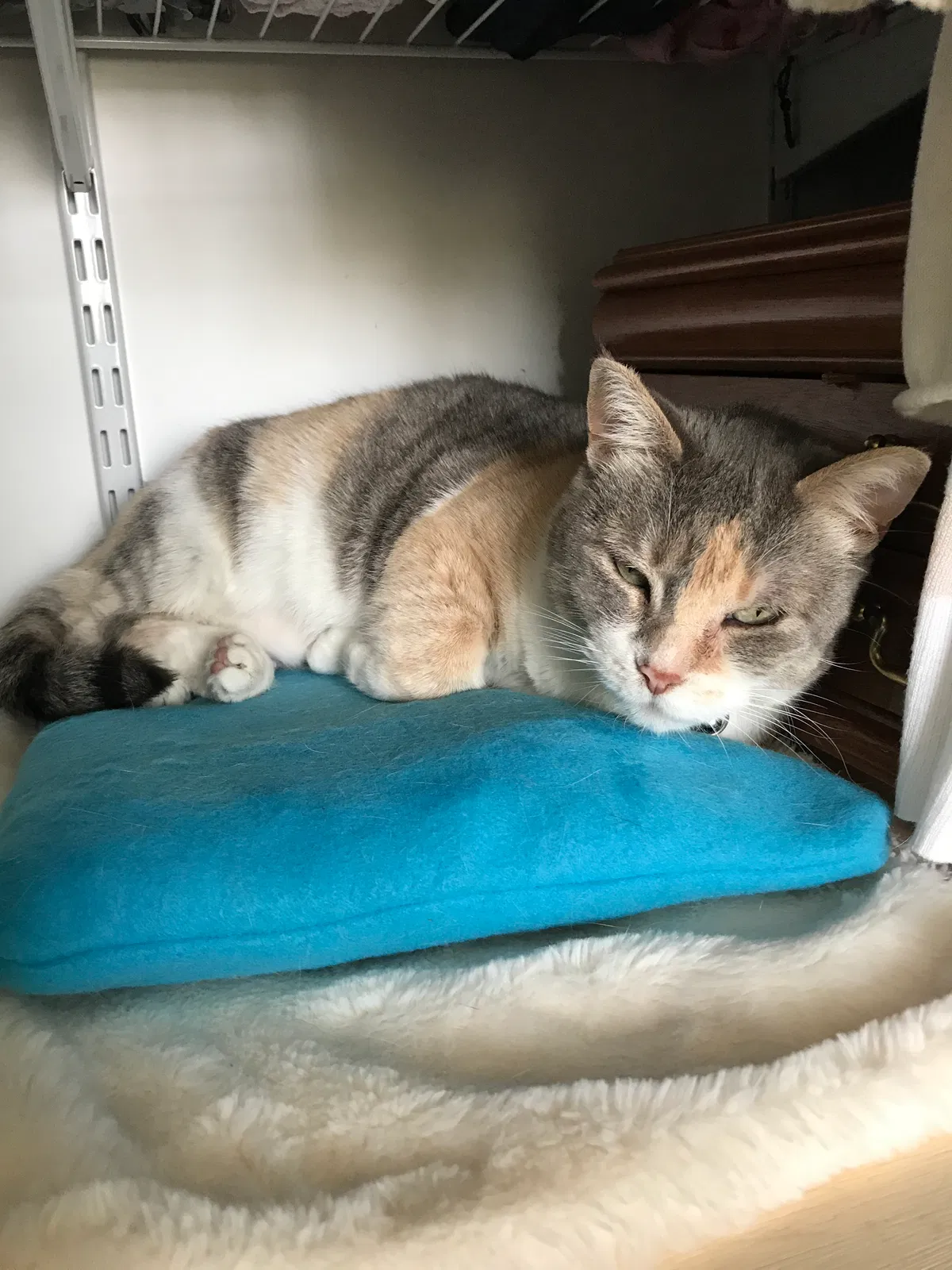 Lost cat in Richlands, NC, 28574