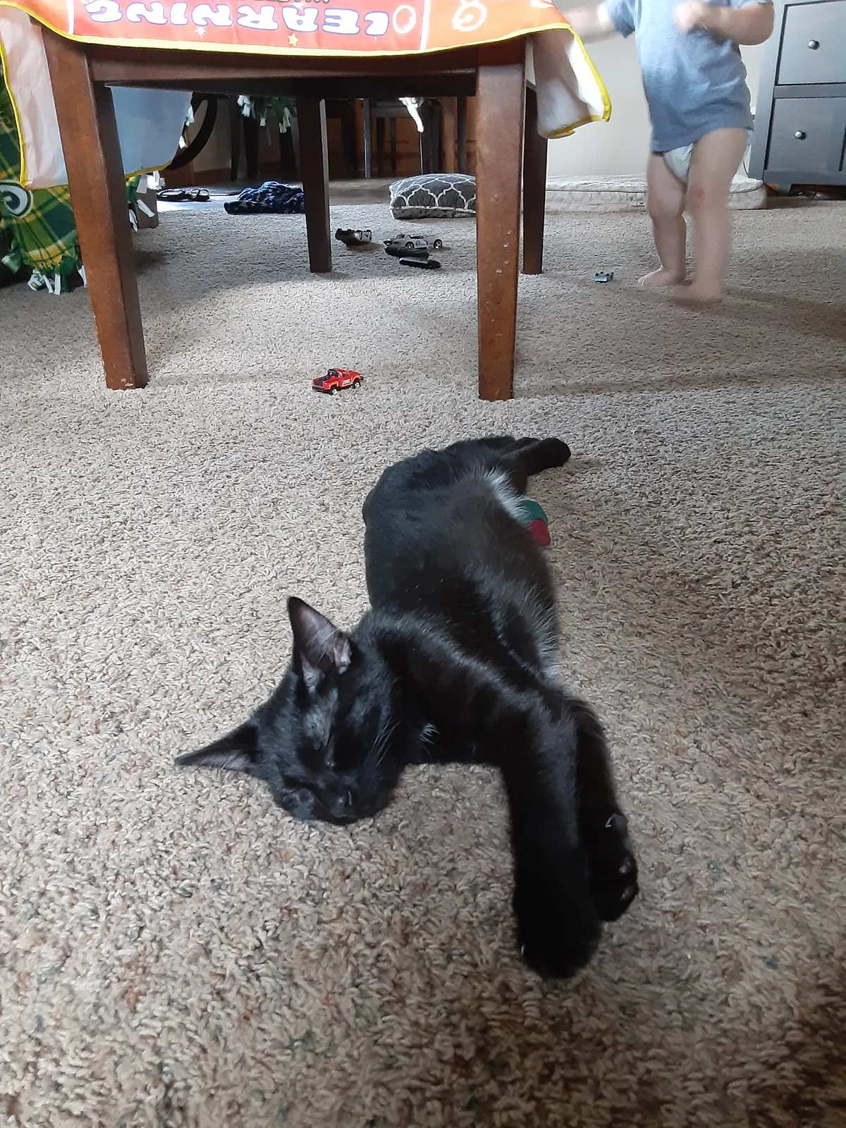 Lost cat in Chilton, WI, 53014