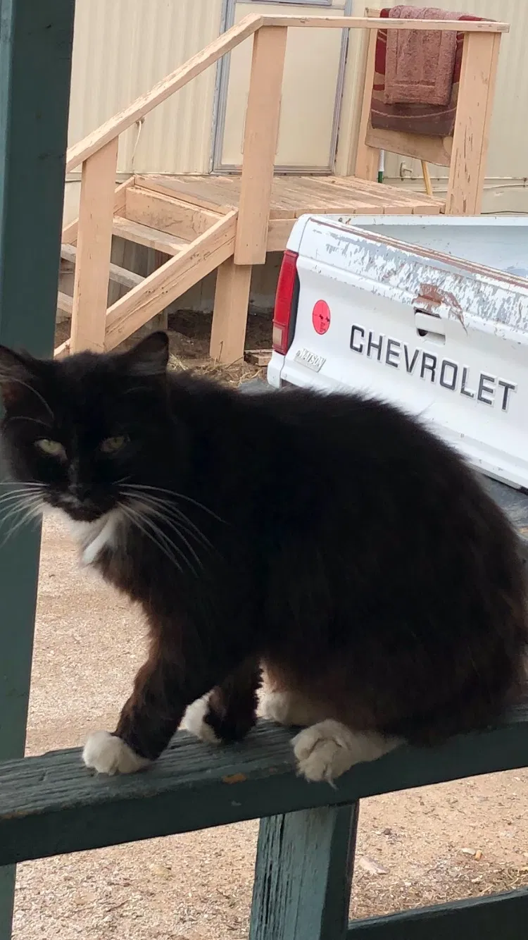 Lost cat in Tucson, AZ, 85712