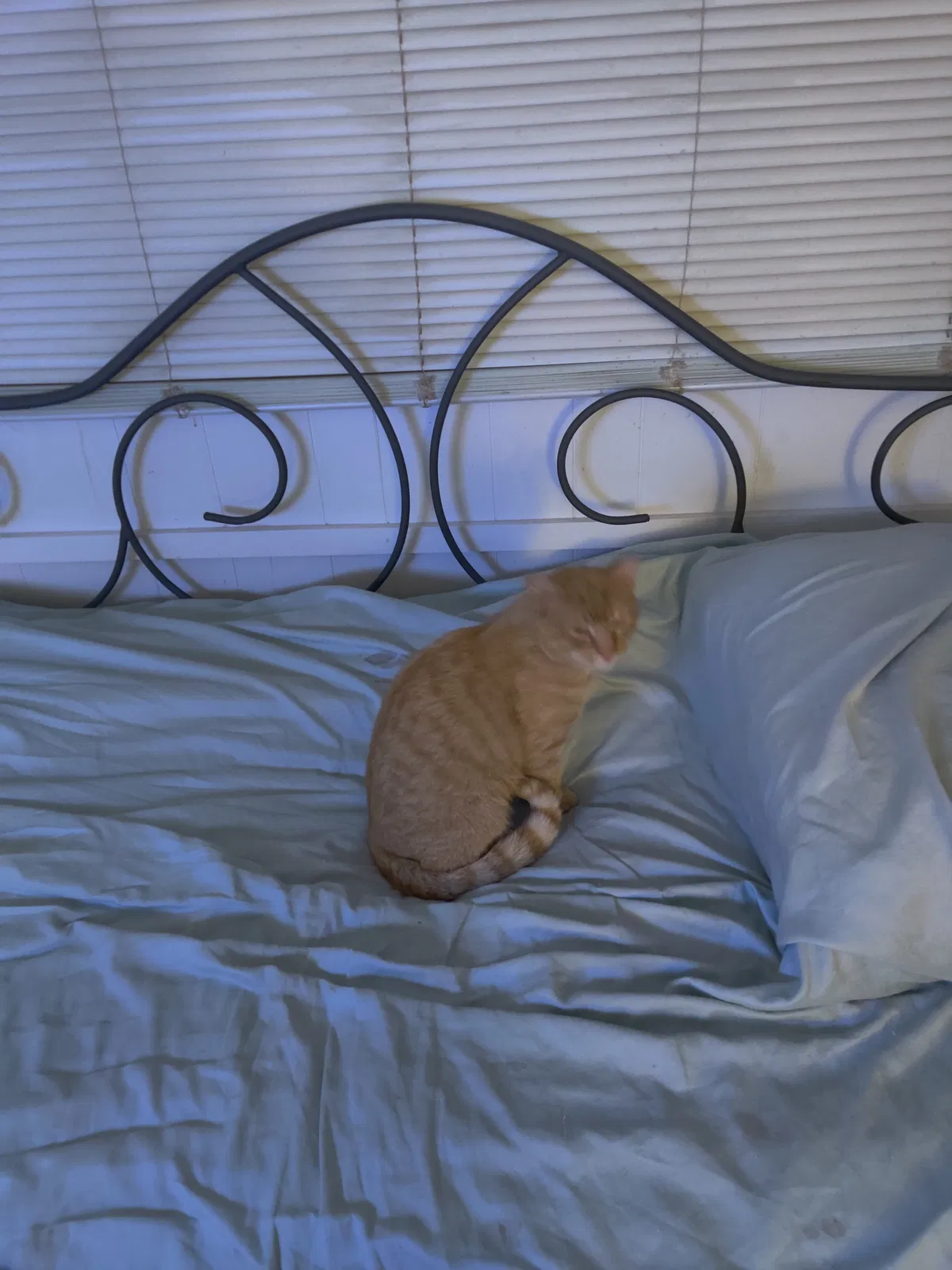 Lost cat in Freehold, NJ, 7728