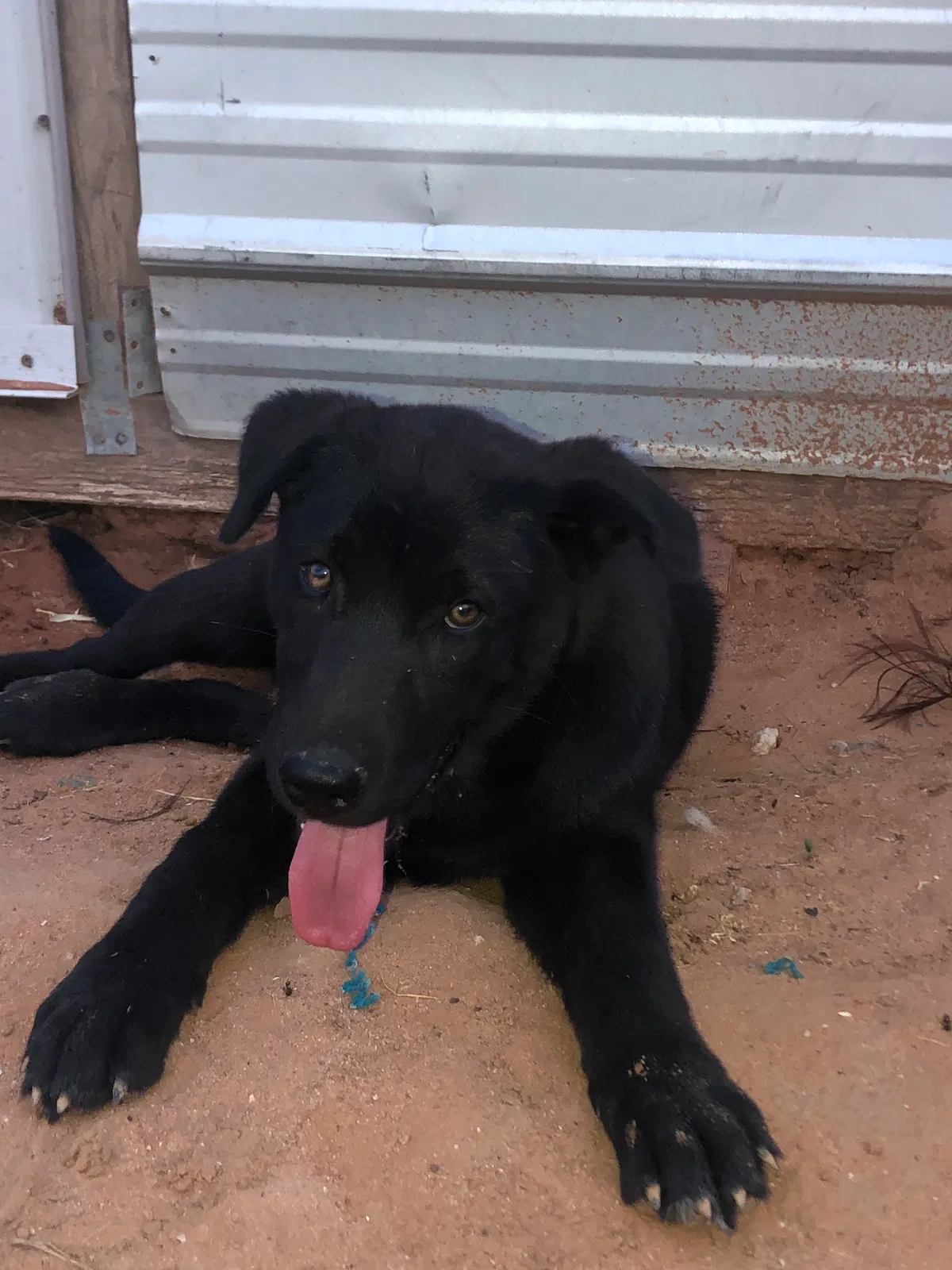 Lost dog in El Paso, TX, 79927