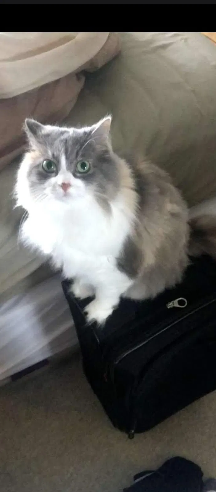 Lost cat in Chicago, IL, 60614