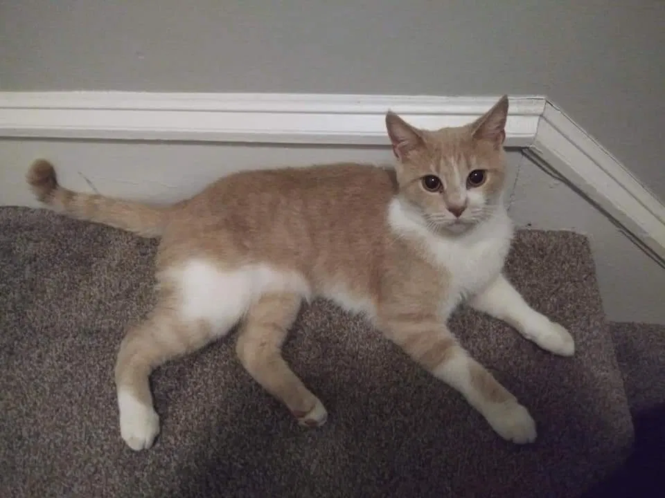 Lost cat in Blackwood, NJ, 8012