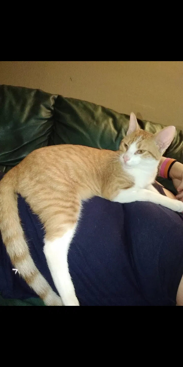Lost cat in Cape Girardeau, MO, 63701