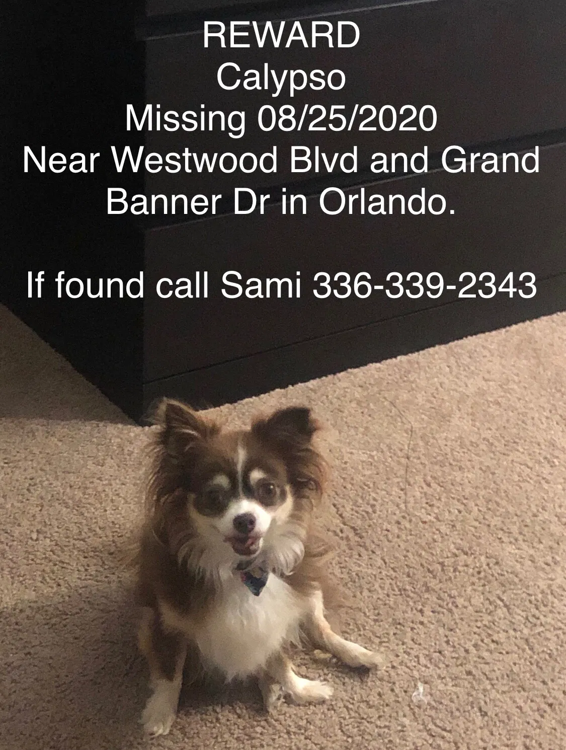 Lost dog in Orlando, FL, 32821