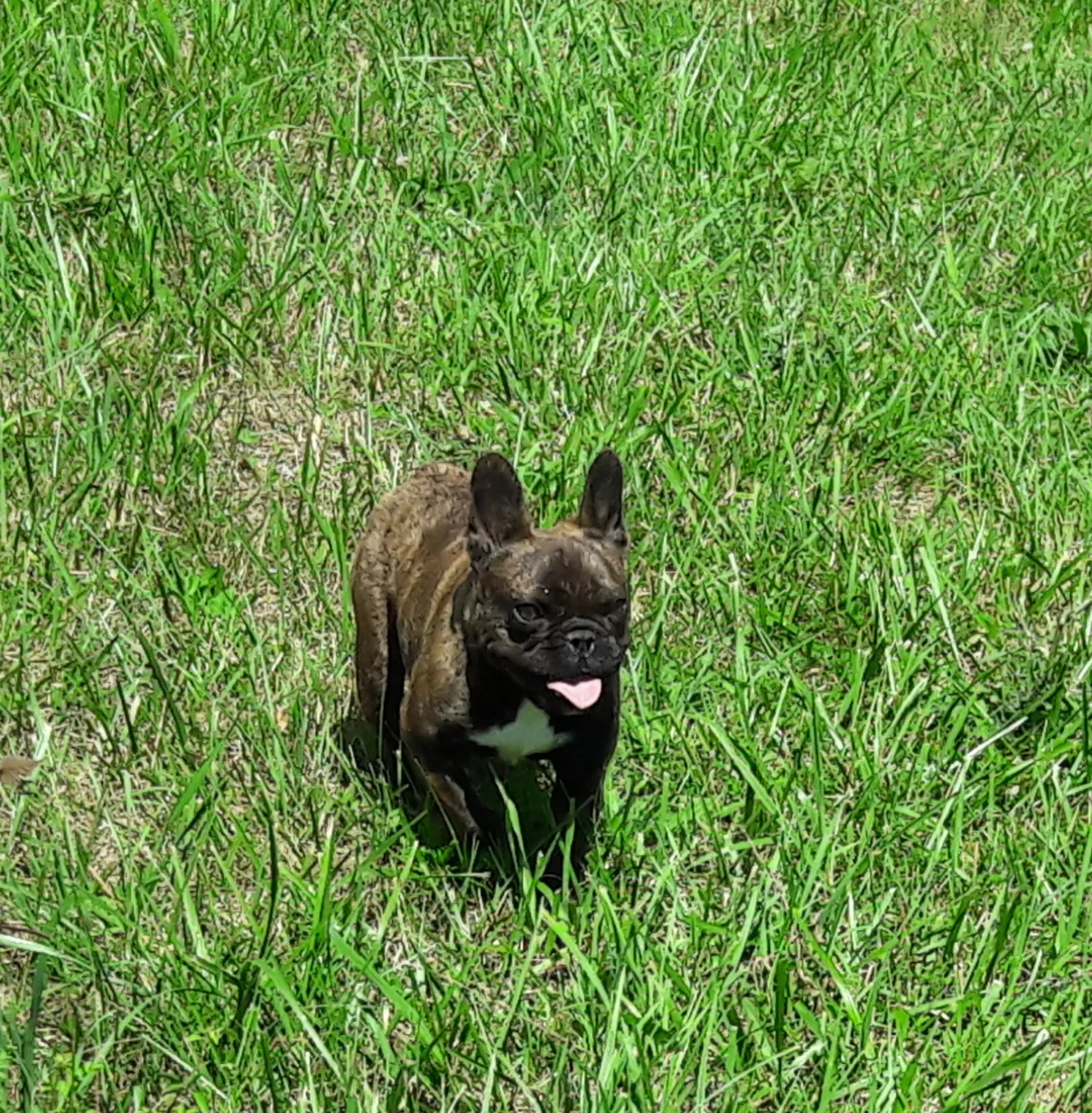 Lost dog in Coolville, OH, 45723