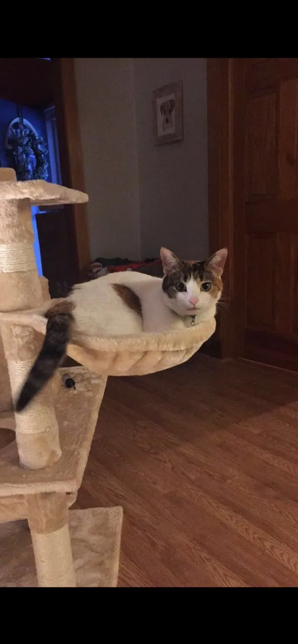 Lost cat in Chillicothe, OH, 45601