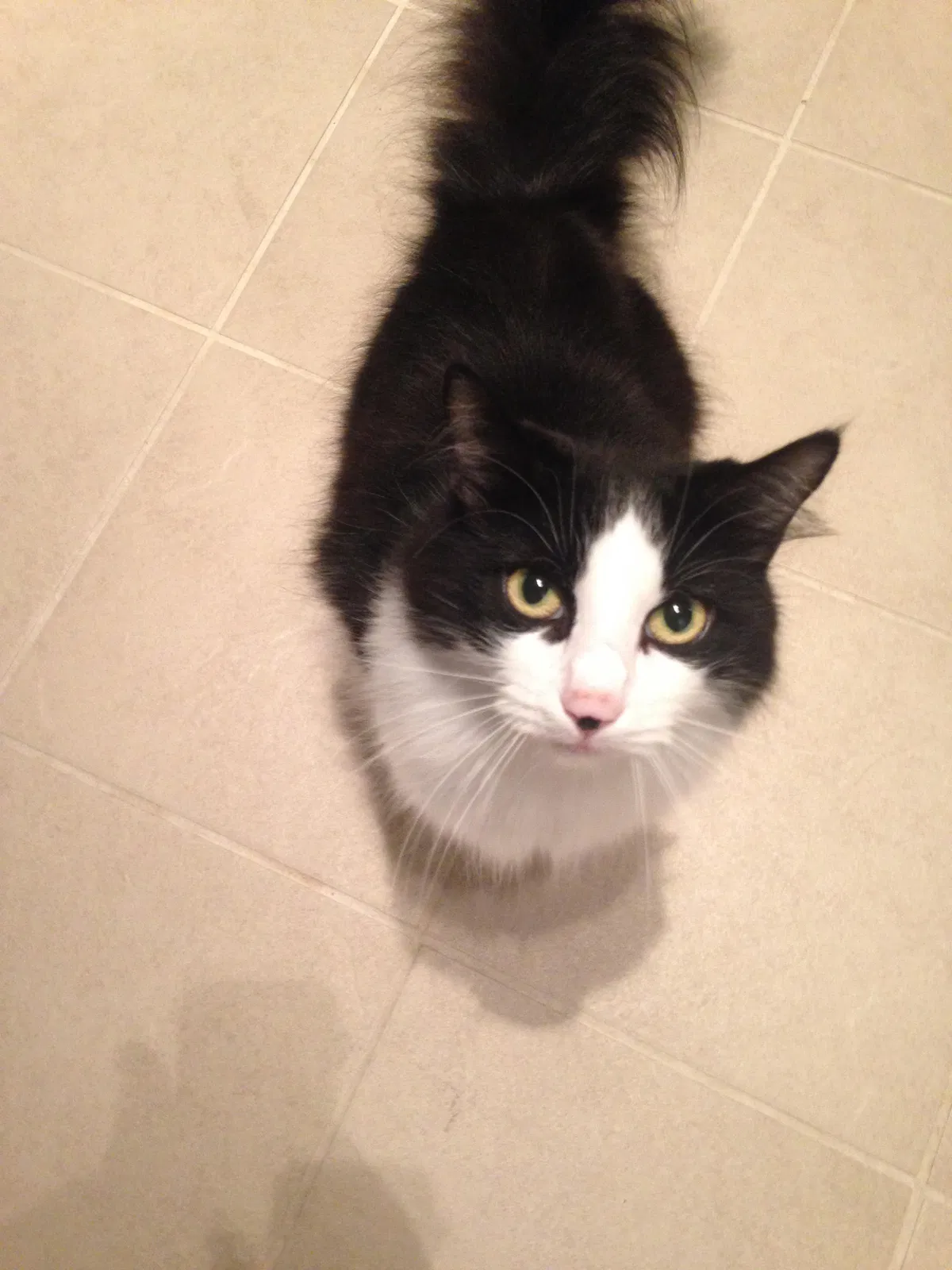 Lost cat in Jacksonville, FL, 32256