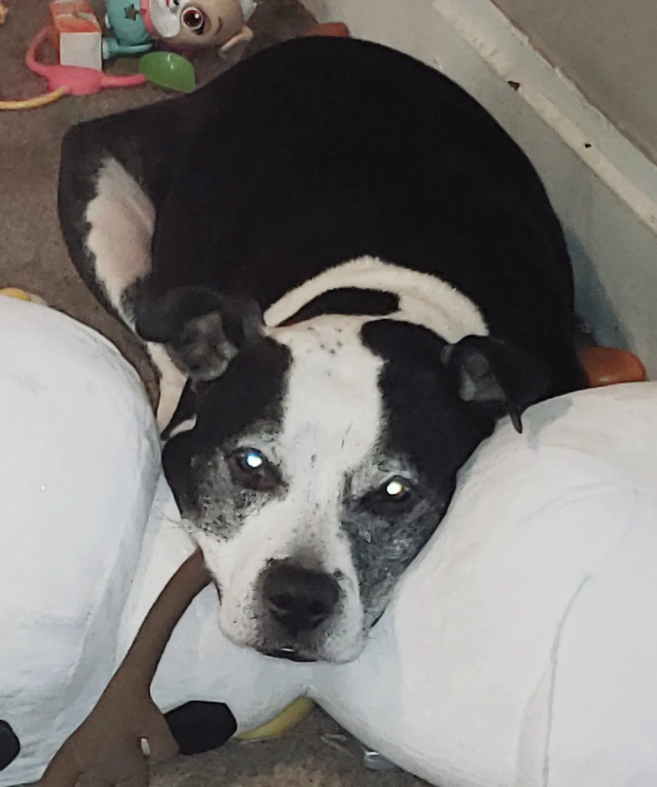 Lost dog in Columbus, OH, 43222