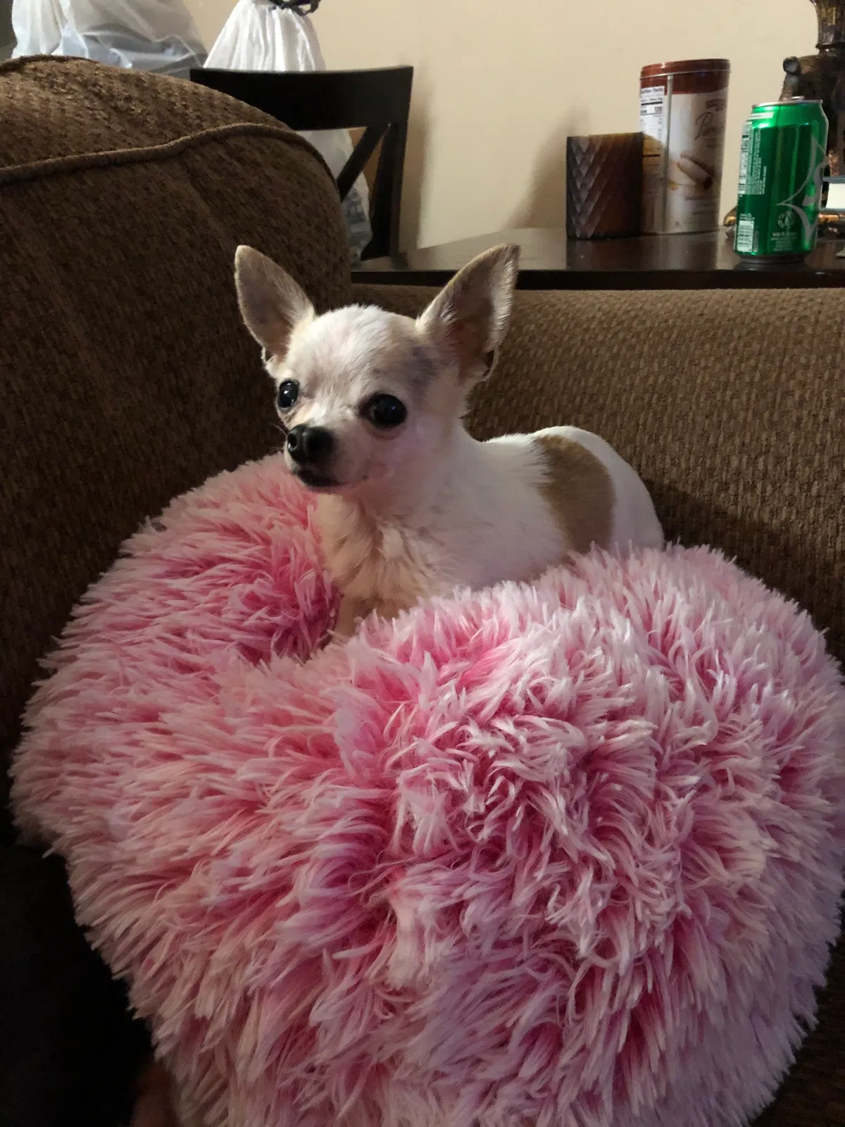 Lost dog in Wanette, OK, 74878