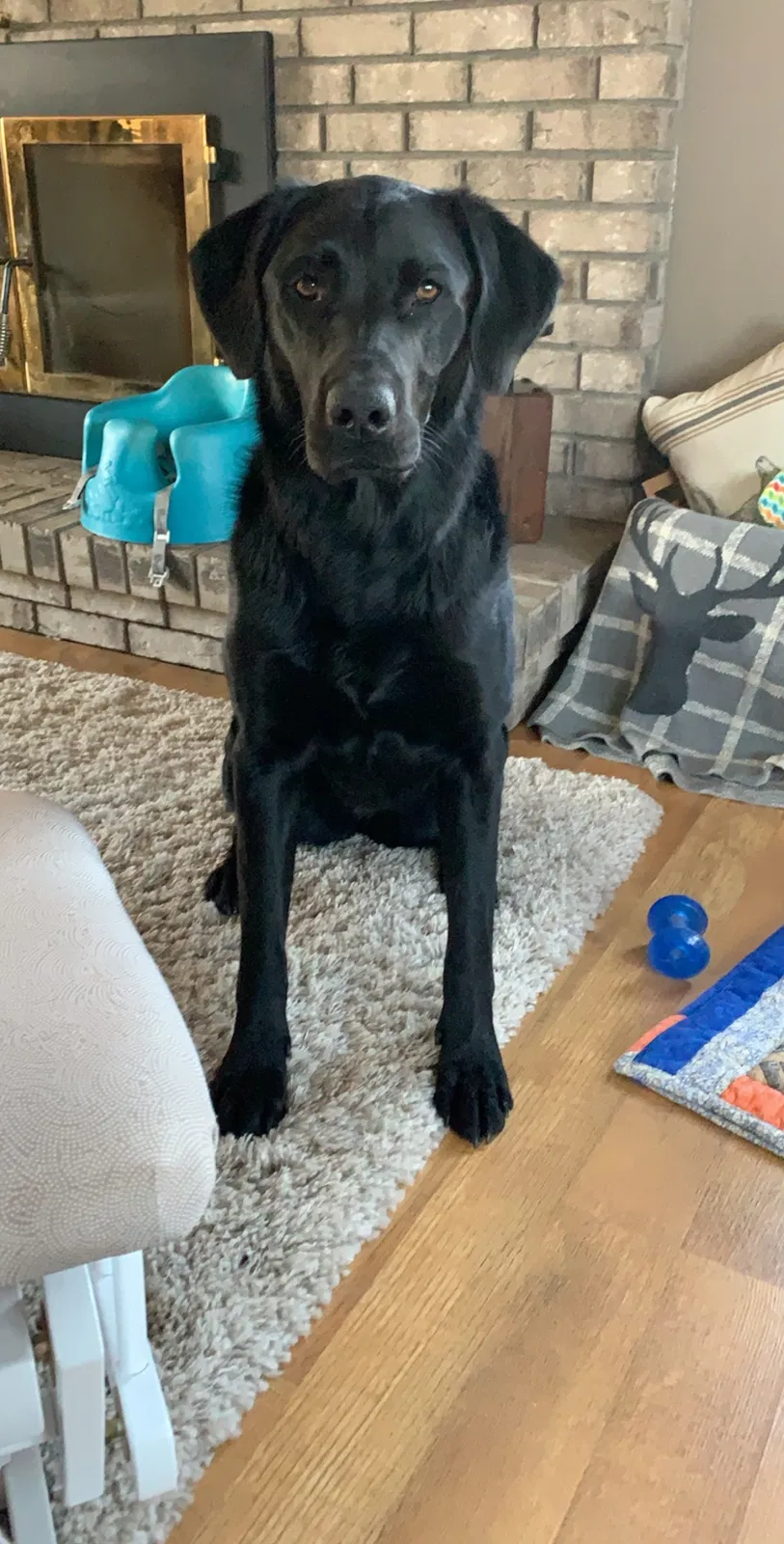Lost dog in Manvel, ND, 58256