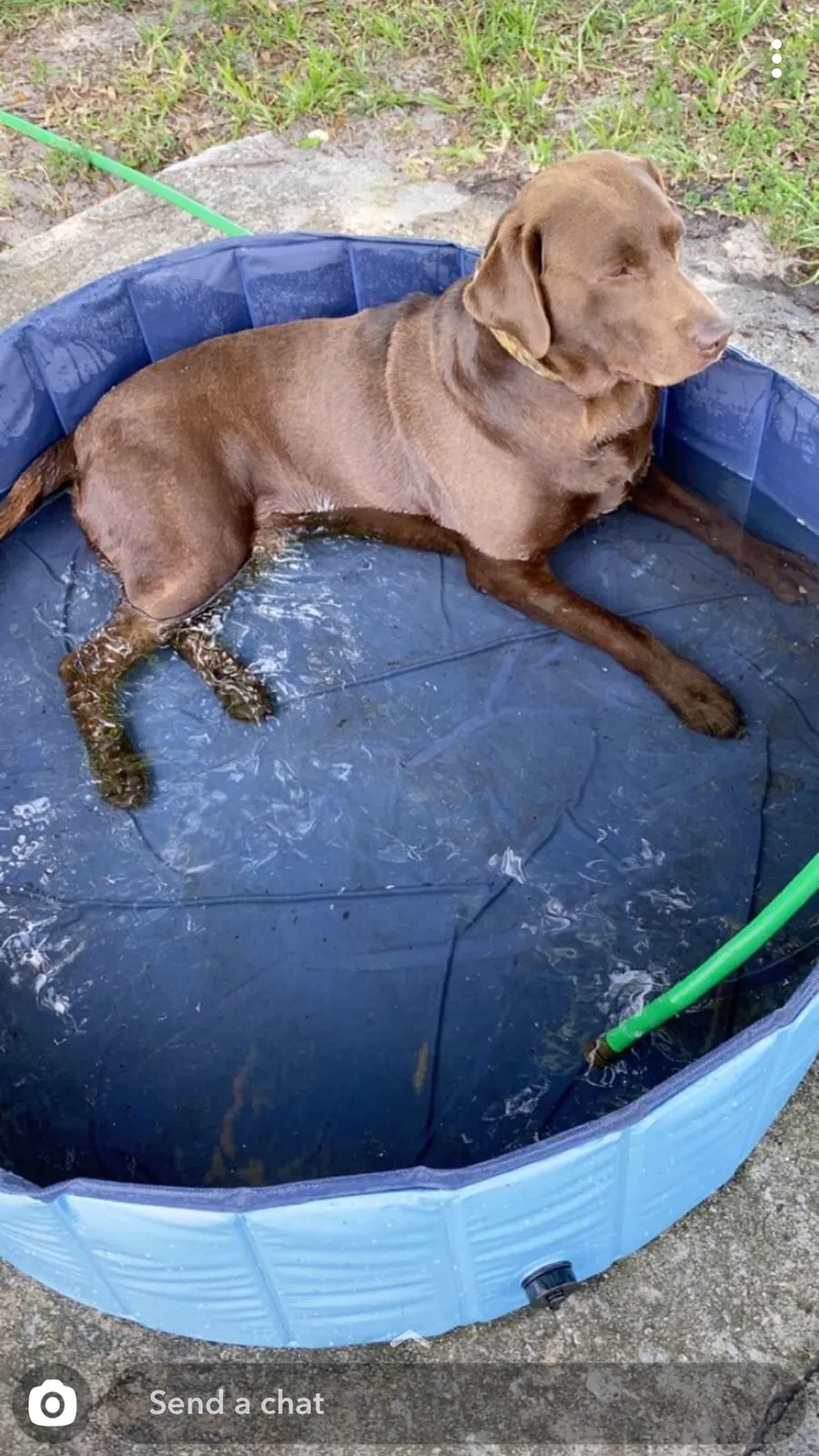 Lost dog in Haines City, FL, 33844