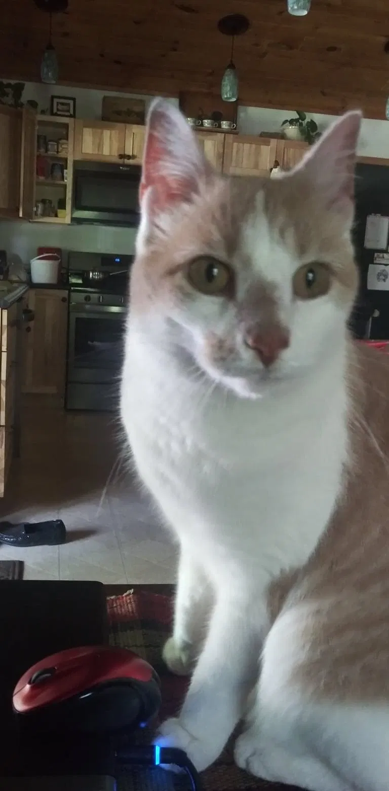 Lost cat in Brainerd, MN, 56401