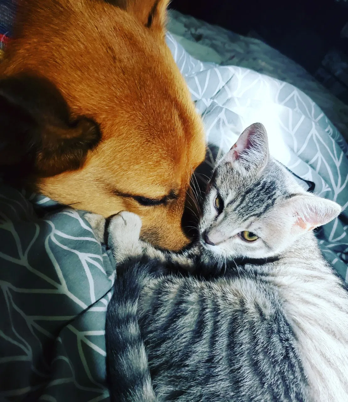 Lost cat in Jacksonville, FL, 32226