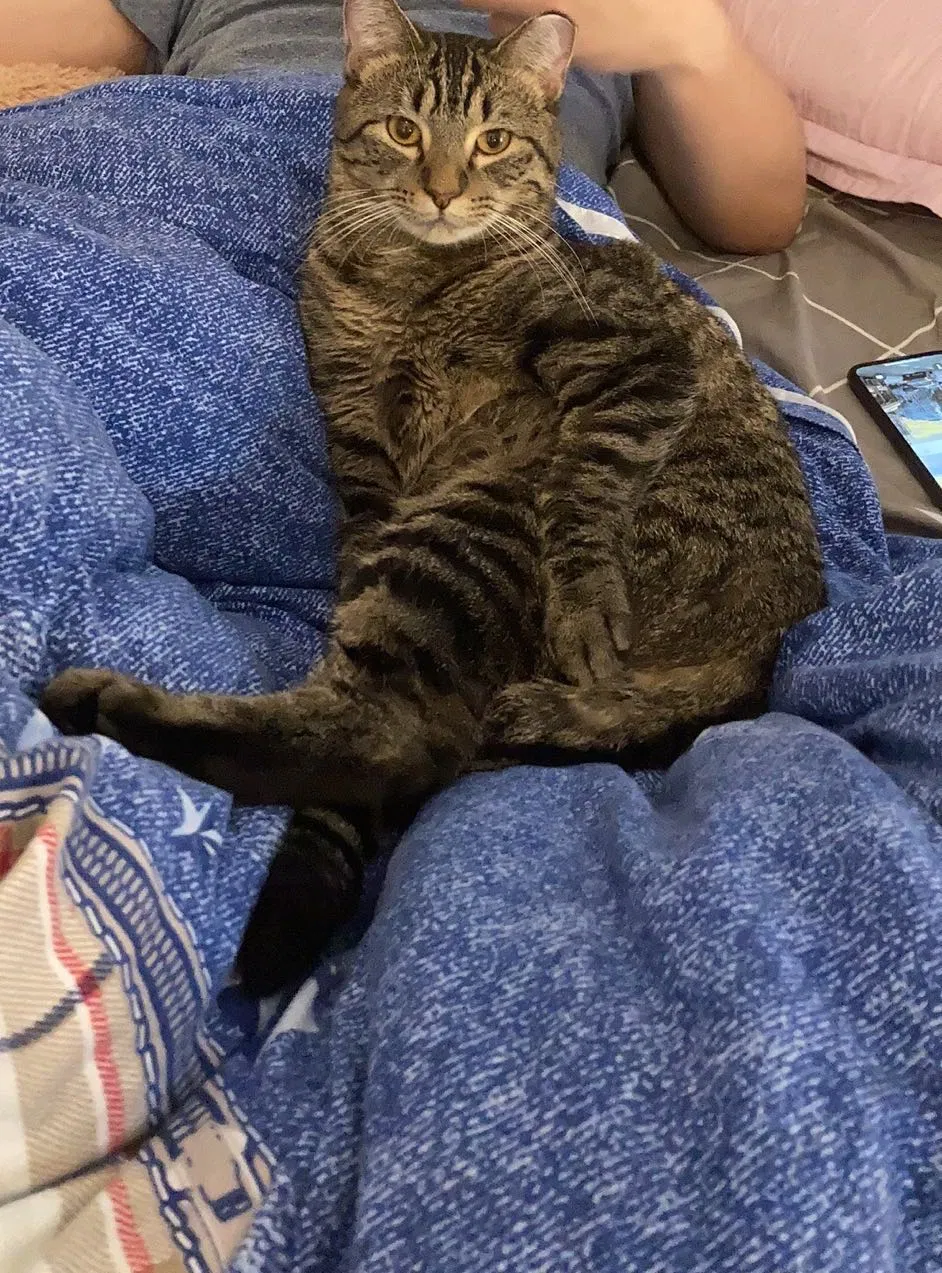 Lost cat in Champaign, IL, 61820