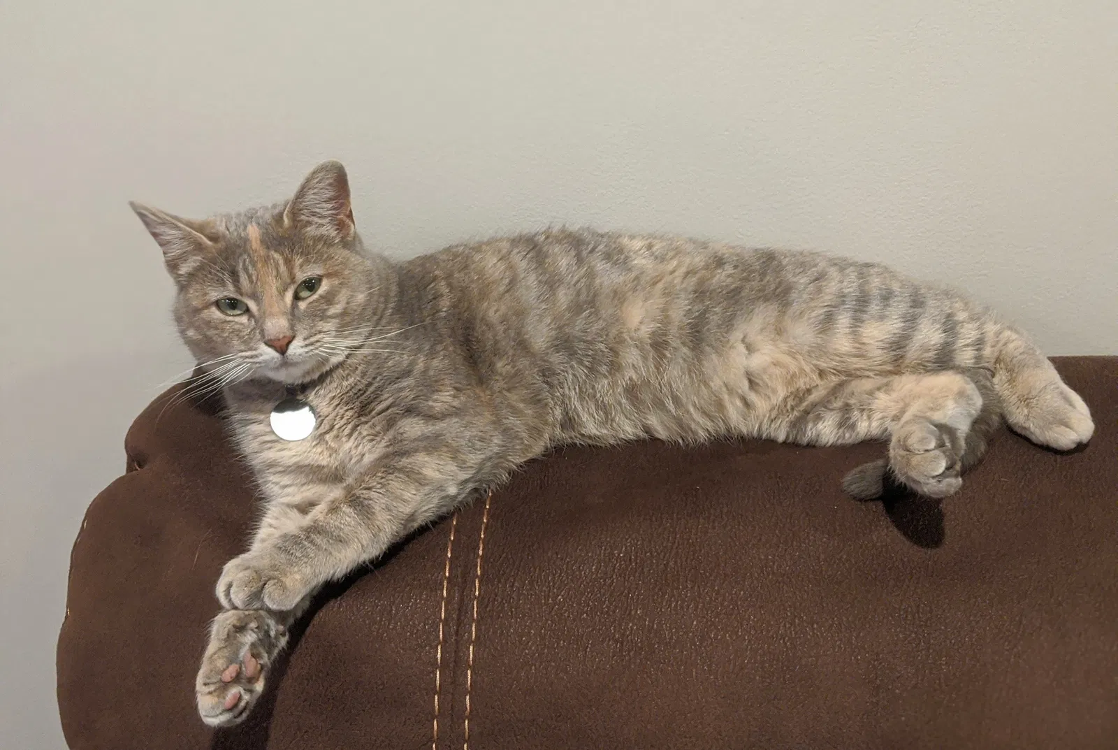 Lost cat in Bountiful, UT, 84010