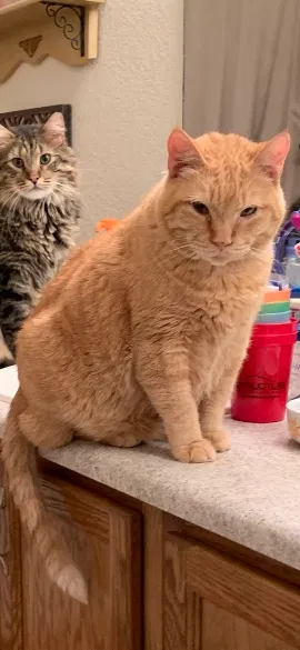 Lost cat in Colorado Springs, CO, 80922