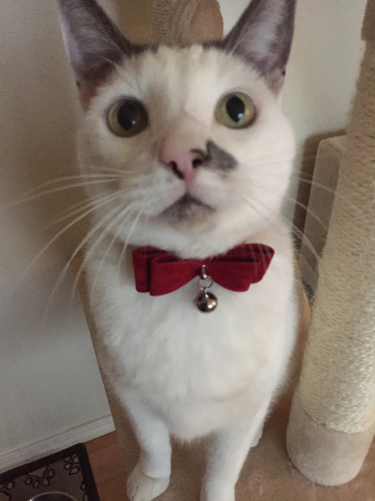 Lost cat in Snohomish, WA, 98296