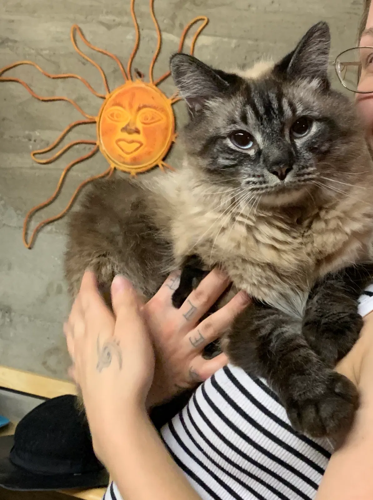 Lost cat in Denver, CO, 80209