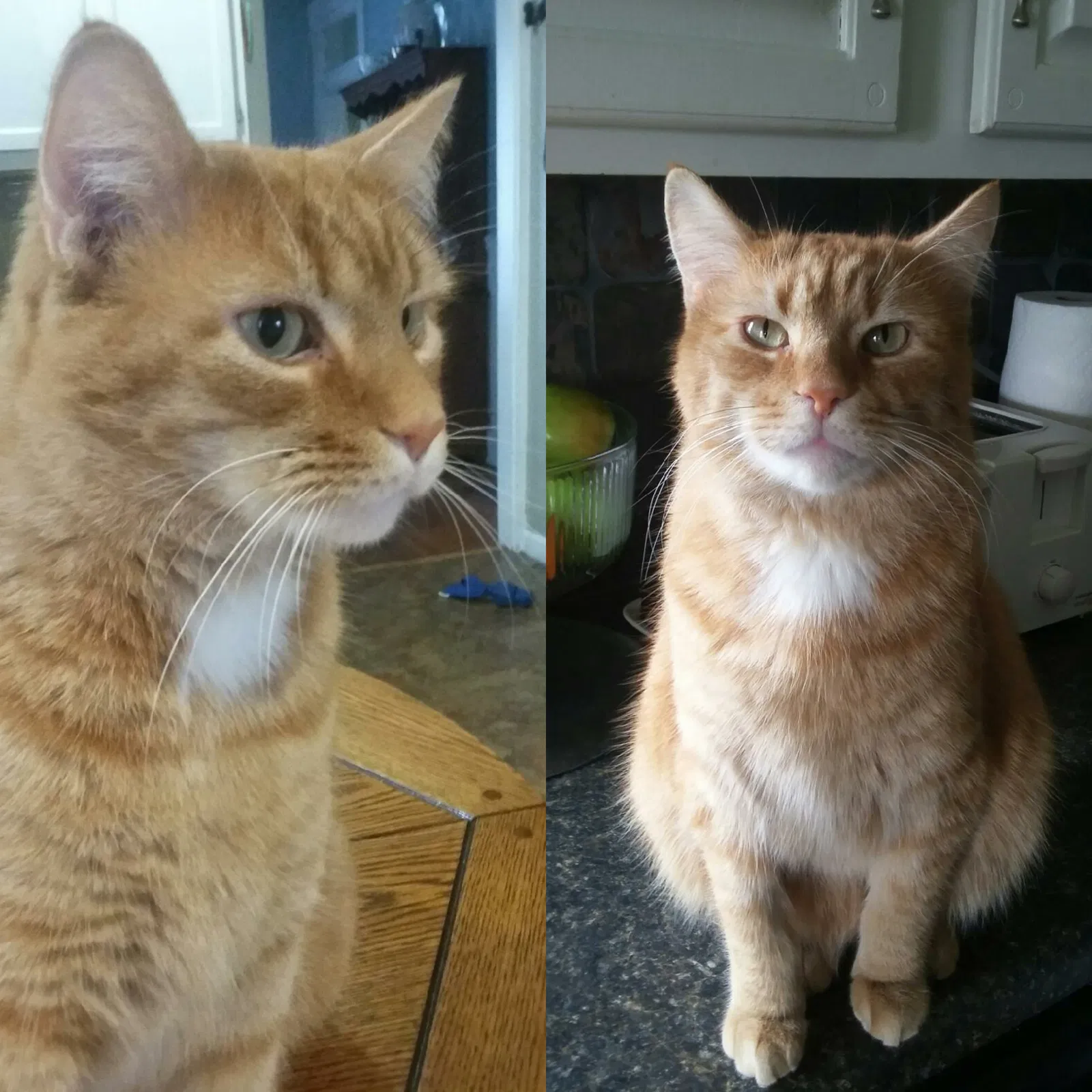 Lost cat in Cincinnati, OH, 45230