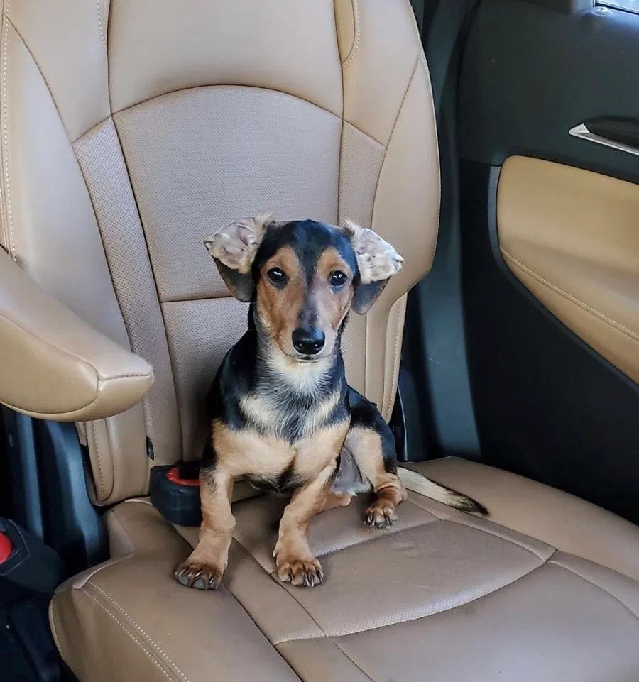 Lost dog in Hackensack, NJ, 7601