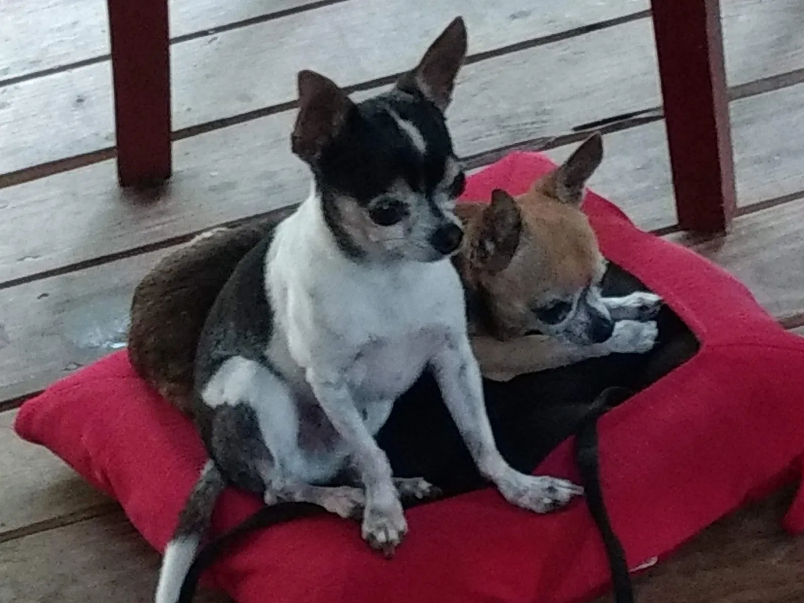 Lost dog in Milton, FL, 32571