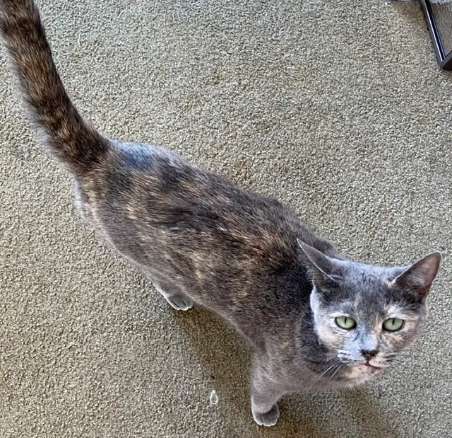 Lost cat in Poulsbo, WA, 98370