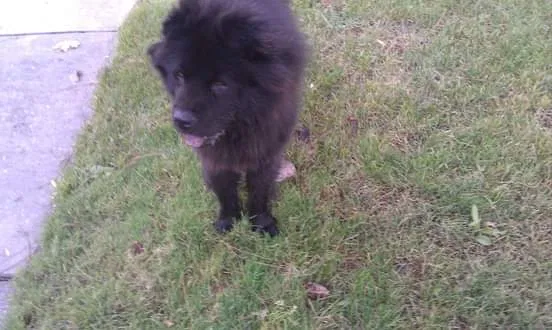 Lost dog in Modesto, CA, 95358