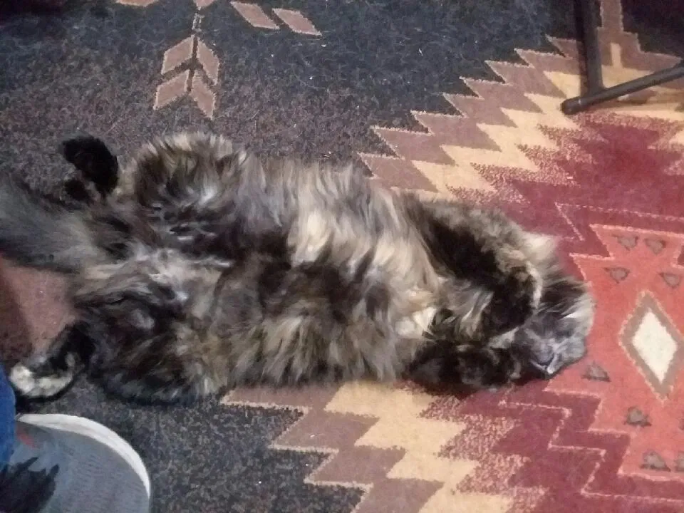 Lost cat in Inverness, FL, 34453