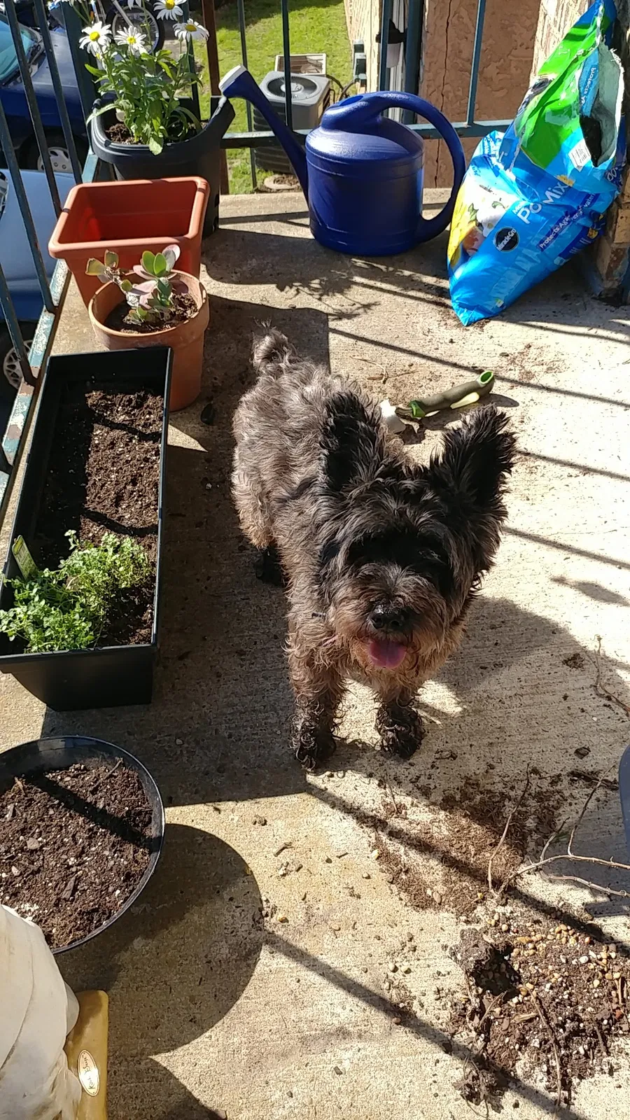 Lost dog in San Antonio, TX, 78201