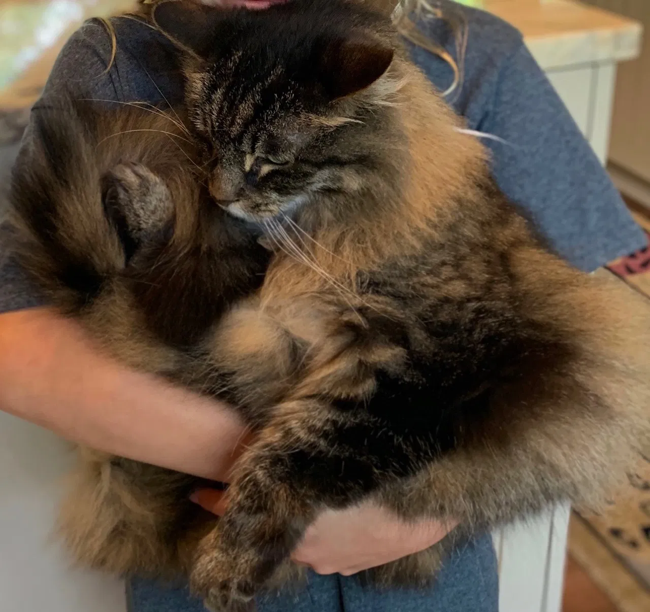 Lost cat in Columbus, OH, 43221